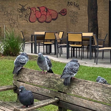 londonpigeon's profile