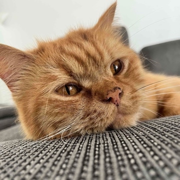 connyonni's profile