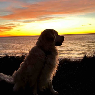 sassa's profile