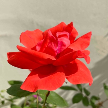 annescorner's profile