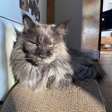 littlefoot's profile