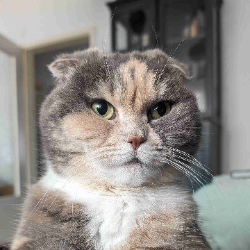 wiebifiebi's profile