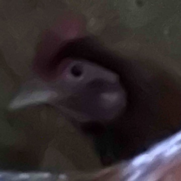 weirdcow's profile
