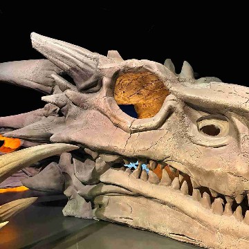 dracozobel's profile