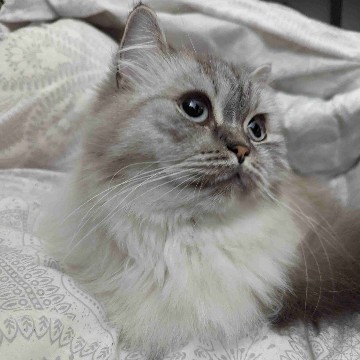 auraminh's profile