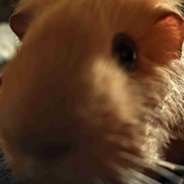 chantalvs's profile