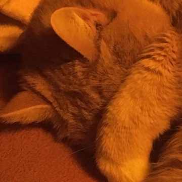 katze's profile