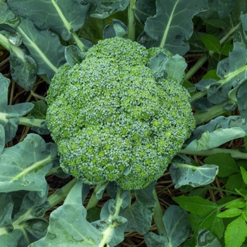 broccolithe5th's profile