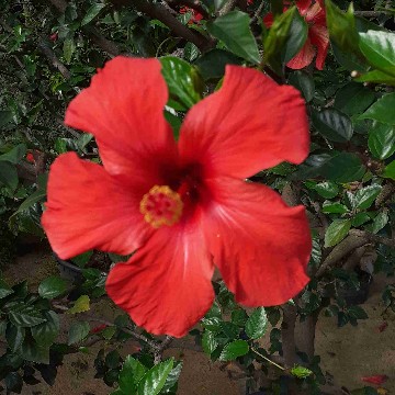 linalakegarden's profile