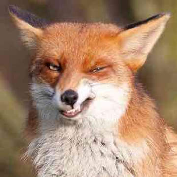 foxyreader's profile