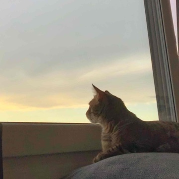 lausibanausi's profile
