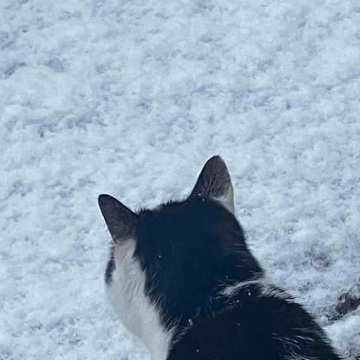 rudi_der_kater's profile