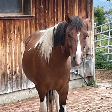 miautzi02's profile
