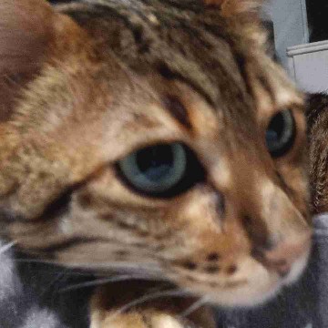 dinne's profile