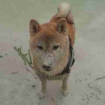 shiba_fox's profile