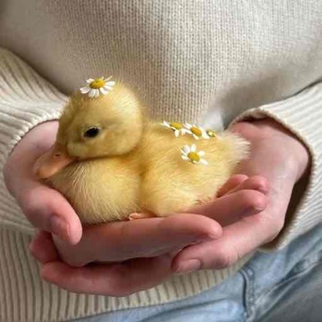 duckling's profile