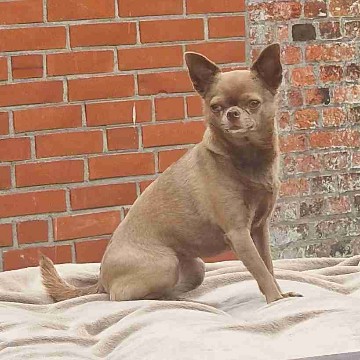 spinnbein's profile