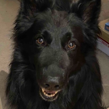elbleser's profile