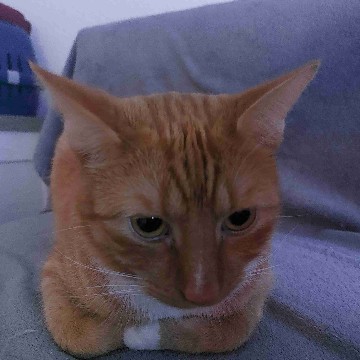 cookielord's profile