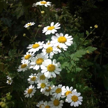 flower_'s profile