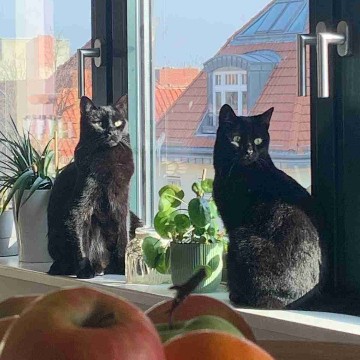 katerkathi's profile