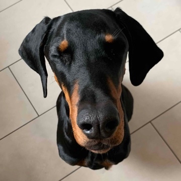 anneken's profile