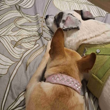 dogmom's profile